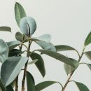 green rubber fig plant