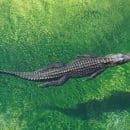 crocodile in body of water
