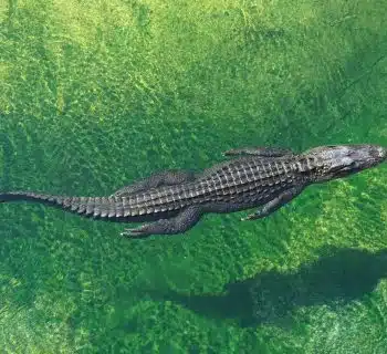 crocodile in body of water